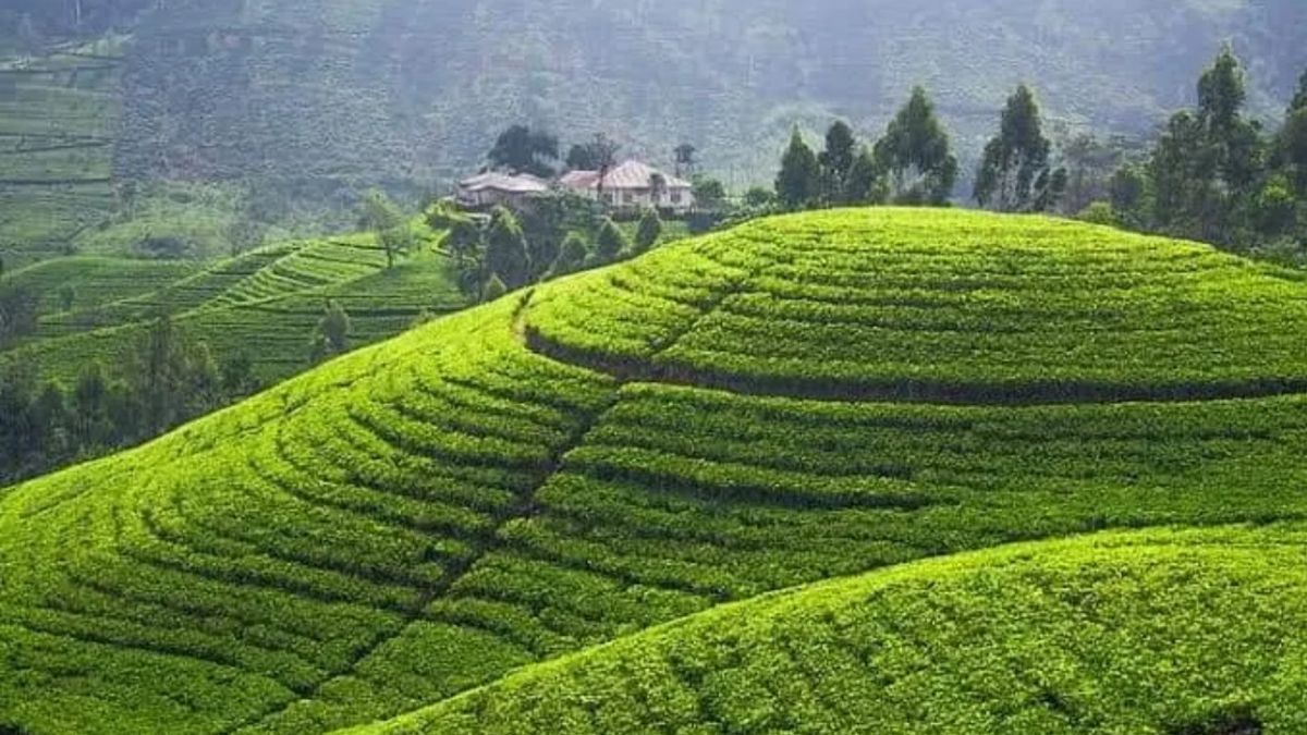 Wisata Kebun Teh Cipasung Majalengka: Keindahan, Harga Tiket, dan Panduan Rute