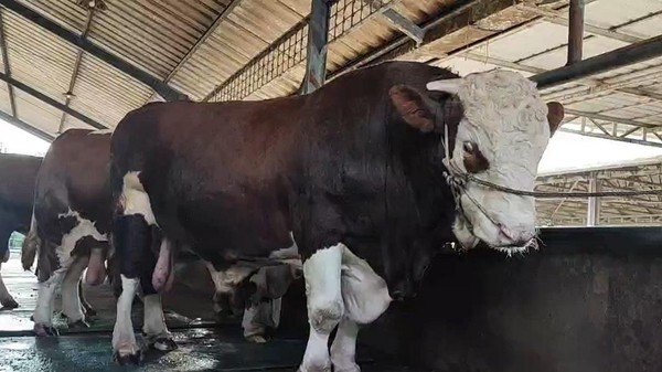 Prabowo Kurban 8 Sapi di Bangka Belitung