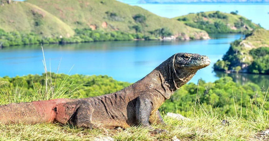 Menjelajahi Keajaiban Purba di Taman Nasional Komodo: Lebih dari Sekadar Naga